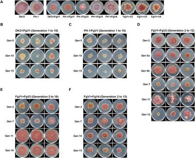 The Signatures of Natural Selection and Molecular Evolution in Fusarium graminearum Virus 1